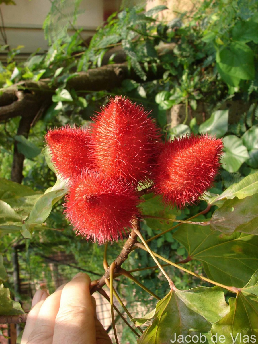 Bixa orellana L.